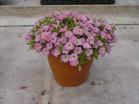 Foto fiore da  Vaso e aiola Petunia hybrida Vivini™ Pink