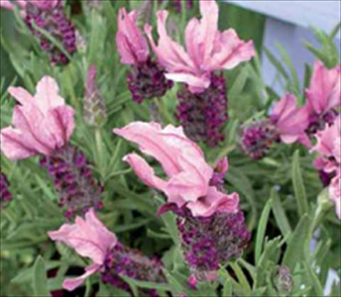 Foto fiore da  Aiuola e/o bordura Lavandula stoechas Ruffles Mulberry