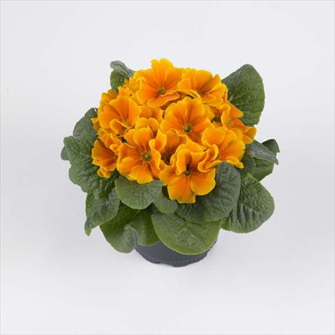 Foto fiore da  Vaso e aiola Primula acaulis, veris, vulgaris Luxor® F1 Orange