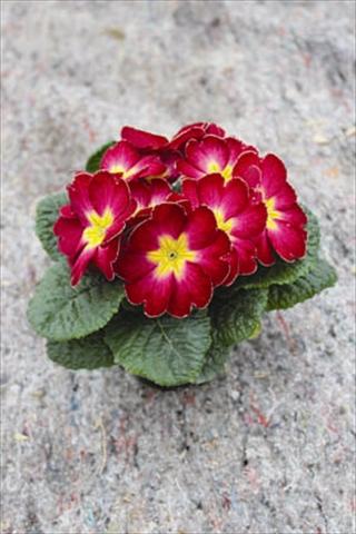 Foto fiore da  Vaso e aiola Primula acaulis, veris, vulgaris Salome® F1 Deep Rose Eye