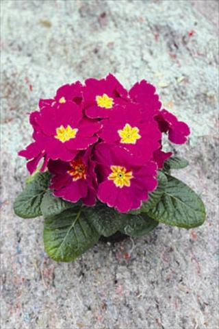 Foto fiore da  Vaso e aiola Primula acaulis, veris, vulgaris Salome® F1 Lila