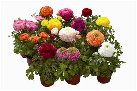 photo of flower to be used as: Pot Ranunculus asiaticus Bloomingdale F1 Mix