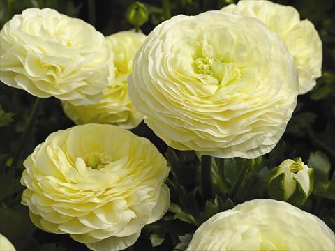 Foto fiore da  Vaso Ranunculus asiaticus Maché F1 Cream