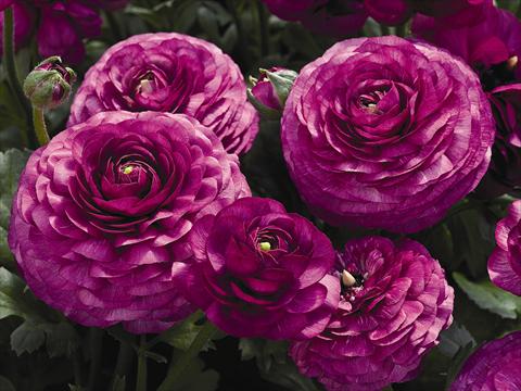 Foto fiore da  Vaso Ranunculus asiaticus Maché F1 Purple