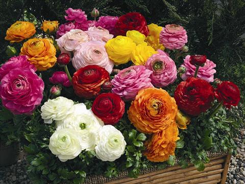 photo of flower to be used as: Pot Ranunculus asiaticus Magic F1 Mix