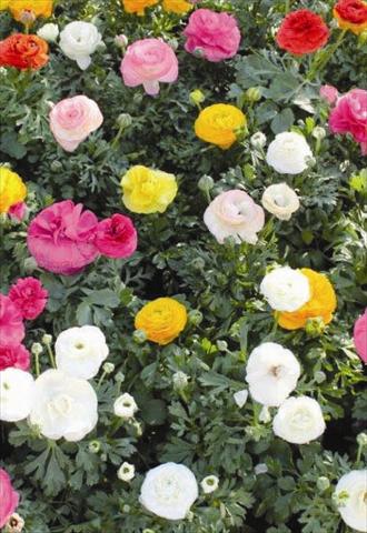 photo of flower to be used as: Pot Ranunculus asiaticus Sprinkles Mix