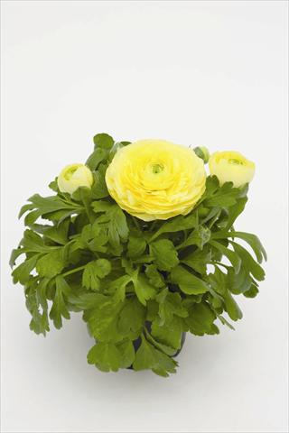 Foto fiore da  Vaso Ranunculus asiaticus Rebecca Creme Shades