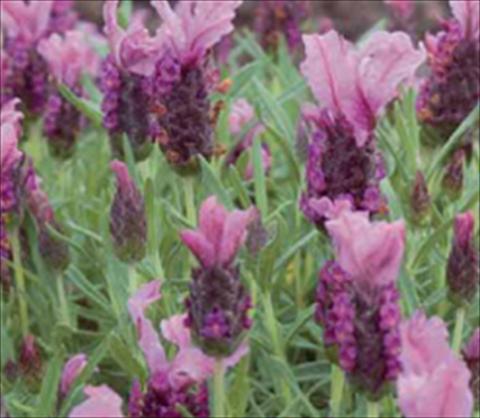 Foto fiore da  Aiuola e/o bordura Lavandula stoechas Ruffles Raspberry