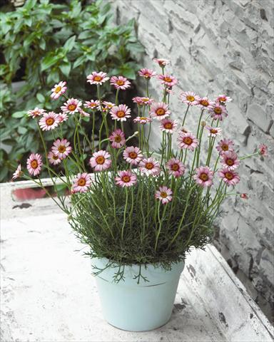 Foto fiore da  Vaso e aiola Rhodanthemum hybrida Marakesh