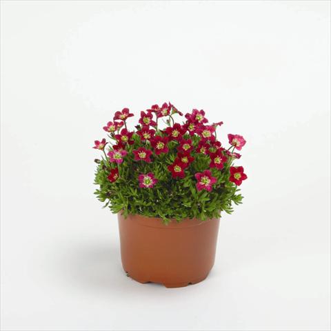 Foto fiore da  Vaso e aiola Saxifraga x arendsii Rockies F1 Red