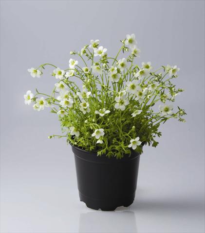 Foto fiore da  Vaso e aiola Saxifraga x arendsii Rockies F1 White