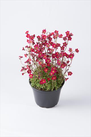 Foto fiore da  Vaso e aiola Saxifraga x arendsii Saxony Red