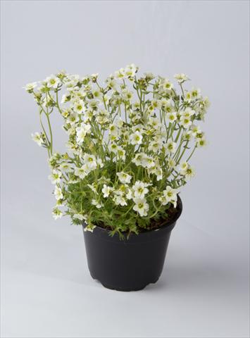 Foto fiore da  Vaso e aiola Saxifraga x arendsii Saxony White