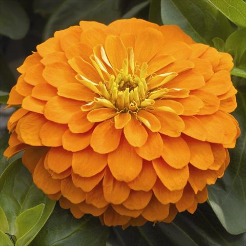 Foto fiore da  Vaso e aiola Zinnia angustifolia Zen Orange