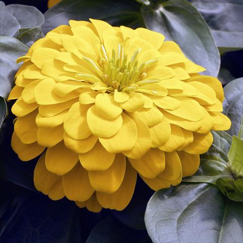 Foto fiore da  Vaso e aiola Zinnia angustifolia Zinnia elegans Zen Yellow