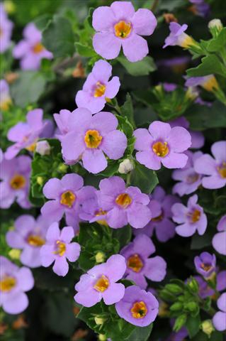 photo of flower to be used as: Pot and bedding Bacopa (Sutera cordata) Exp. Large-Flower Blue