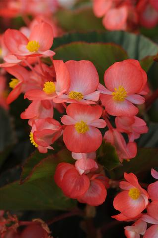 Foto fiore da  Vaso e aiola Begonia hybrida Begonia Baby Wing Red and White Bicolor