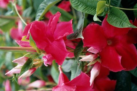 photo of flower to be used as: Basket / Pot Dipladenia (Mandevilla) Red Velvet
