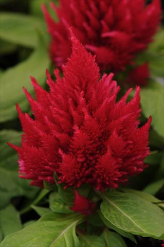 Foto fiore da  Vaso e aiola Celosia plumosa Icecream Cherry Improved