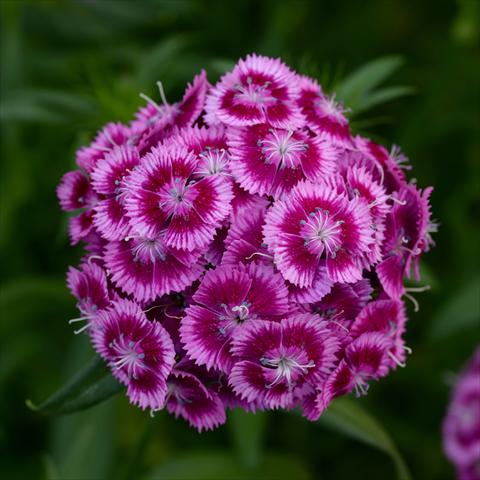 Foto fiore da  Vaso e aiola Dianthus barbatus Sweet Magenta Bicolor