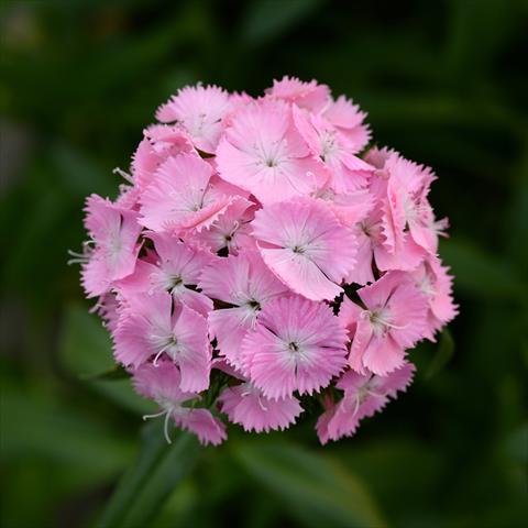 Foto fiore da  Vaso e aiola Dianthus barbatus Sweet Pink