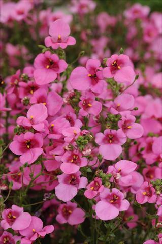 Foto fiore da  Vaso e aiola Diascia barberae Experimental Dark Pink Shades