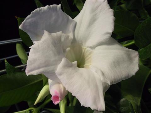 Foto fiore da  Basket o vaso Dipladenia (Mandevilla) White Velvet