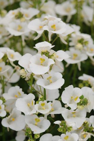 Foto fiore da  Vaso e aiola Diascia barberae Experimental White