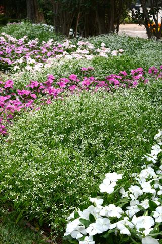 photo of flower to be used as: Pot and bedding Euphorbia graminea Mixed Landscape Santa Paula