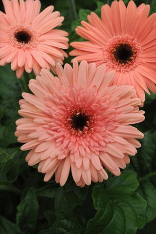 photo of flower to be used as: Pot and bedding Gerbera jamesonii Mega Revolution Salmon Pink Dark Eye