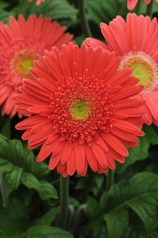 photo of flower to be used as: Pot and bedding Gerbera jamesonii Mega Revolution Salmon Rose Light Eye