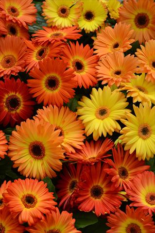 Foto fiore da  Vaso e aiola Gerbera jamesonii Revolution Bicolor Orange Yellow