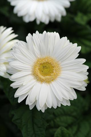 Foto fiore da  Vaso e aiola Gerbera jamesonii Revolution White Light Eye