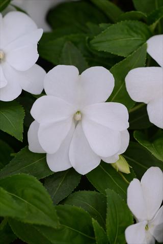 Foto fiore da  Vaso e aiola Impatiens hawkerii Divine White