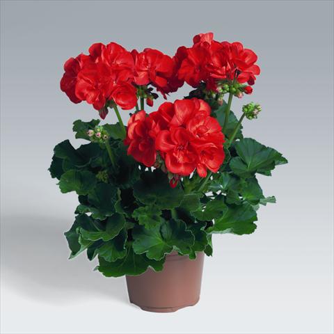 Foto fiore da  Basket o vaso Pelargonium zonale pac® Antony