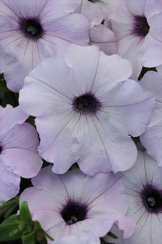 Foto fiore da  Vaso e aiola Petunia x hybrida Easy Wave Silver