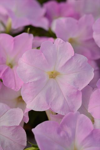 Foto fiore da  Vaso e aiola Petunia x hybrida Mirage Pink Chiffon