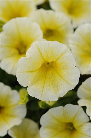 Foto fiore da  Vaso e aiola Petunia x hybrida Shock Wave Yellow