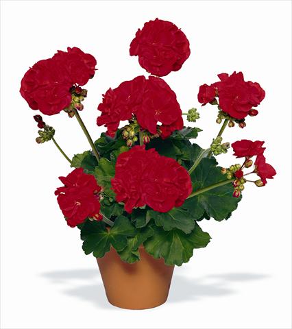 Foto fiore da  Vaso, aiuola, balcone Pelargonium zonale pac® Victor