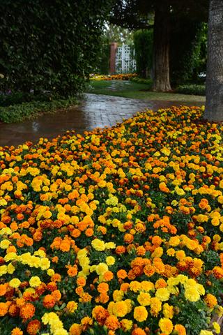 Foto fiore da  Vaso e aiola Tagetes erecta Hot Pak Mix