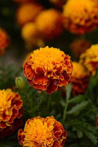 Foto fiore da  Vaso e aiola Tagetes erecta Hot Pak Spry