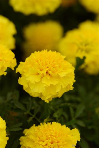 Foto fiore da  Vaso e aiola Tagetes erecta Hot Pak Yellow