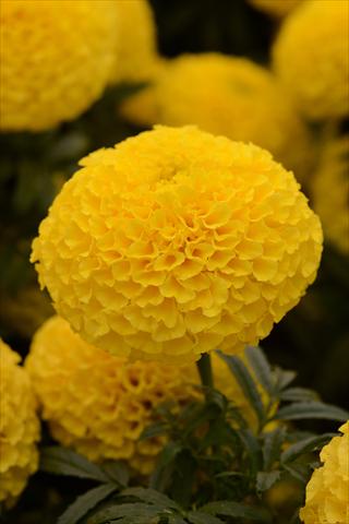 Foto fiore da  Vaso e aiola Tagetes erecta Taishan Yellow Improved