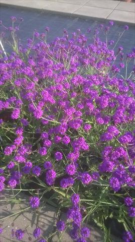 Foto fiore da  Vaso e aiola Verbena rigida Santos