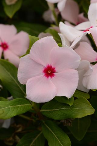 Foto fiore da  Vaso e aiola Catharanthus roseus - Vinca Valiant Apricot