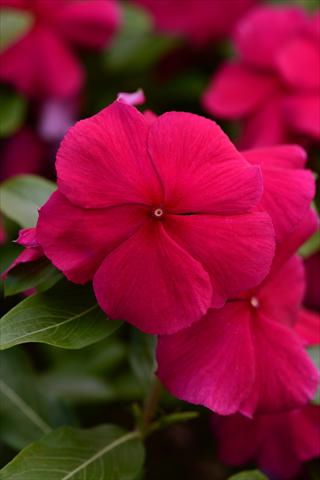 Foto fiore da  Vaso e aiola Catharanthus roseus - Vinca Valiant Burgundy