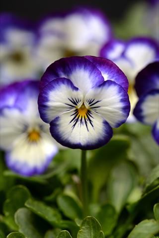 photo of flower to be used as: Pot and bedding Viola cornuta Sorbet Coconut Swirl XP