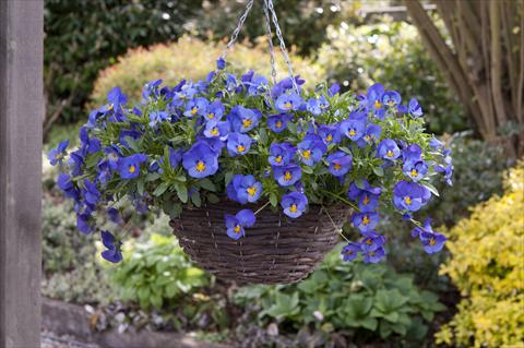 Foto fiore da  Basket vaso o aiuola Viola wittrockiana Cool Wave Blue Skies