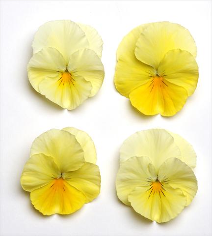 photo of flower to be used as: Bedding pot or basket Viola wittrockiana Cool Wave Lemon Suprise