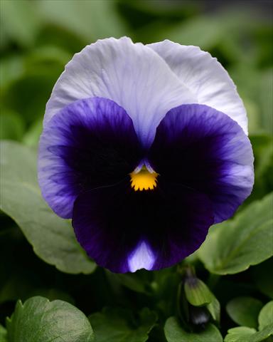 Foto fiore da  Basket vaso o aiuola Viola wittrockiana Promise Beaconsfield